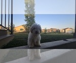 Small #2 Poovanese