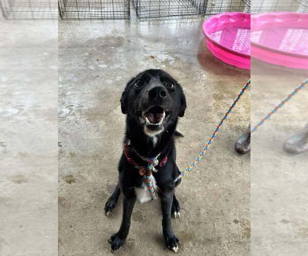 Medium Photo #1 Mutt Puppy For Sale in Abbeville, LA, USA