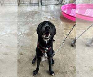 Mutt Dogs for adoption in Abbeville, LA, USA