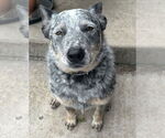 Small #4 Mutt