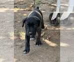 Small #5 Cane Corso