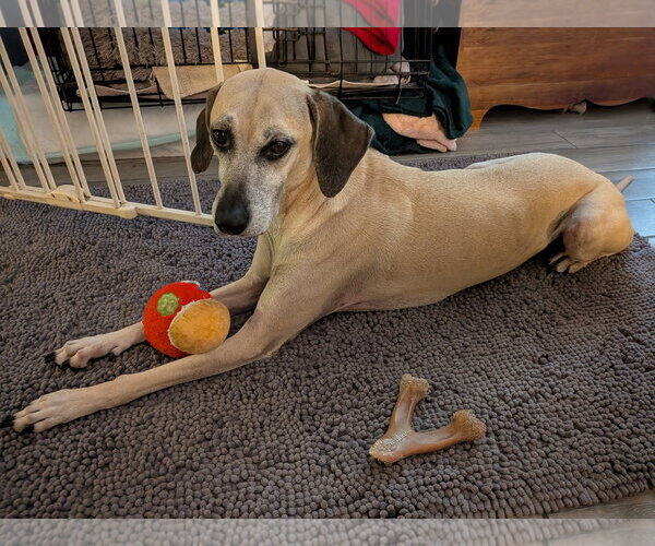 Medium Photo #2 Black Mouth Cur-Unknown Mix Puppy For Sale in Sanford, FL, USA