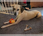 Small #1 Black Mouth Cur Mix