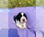 Puppy Pepper English Springer Spaniel