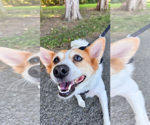 Medium Photo #4 Jack Russell Terrier-Unknown Mix Puppy For Sale in Sykesville, MD, USA