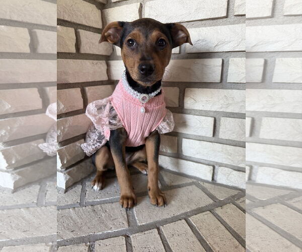 Medium Photo #2 Chihuahua-Unknown Mix Puppy For Sale in St. Louis Park, MN, USA