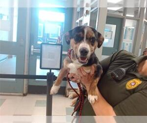 Beagle Dogs for adoption in Oklahoma City, OK, USA