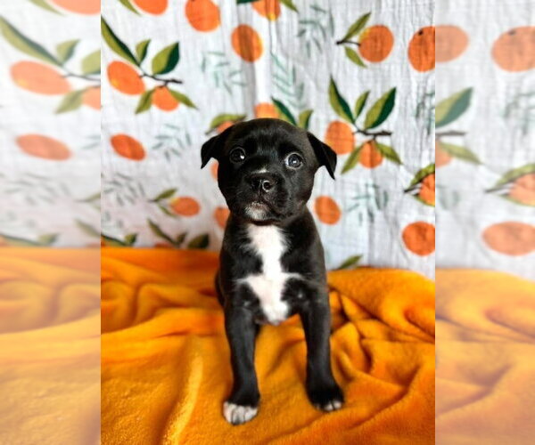 Medium Photo #4 Mutt Puppy For Sale in OKLAHOMA CITY, OK, USA