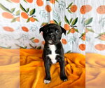 Small #3 Mutt