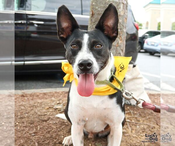 Medium Photo #3 Jack Russell Terrier-Unknown Mix Puppy For Sale in Washington, DC, USA