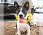 Small #2 Jack Russell Terrier Mix