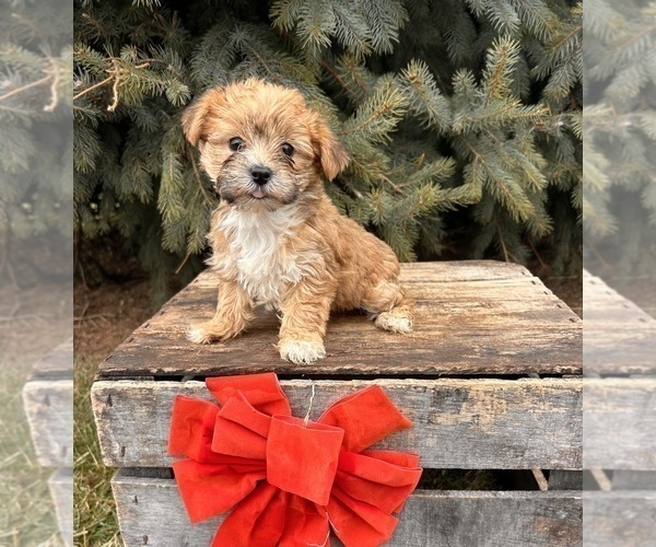 Medium Photo #2 Morkie Puppy For Sale in MIDDLEBURY, IN, USA