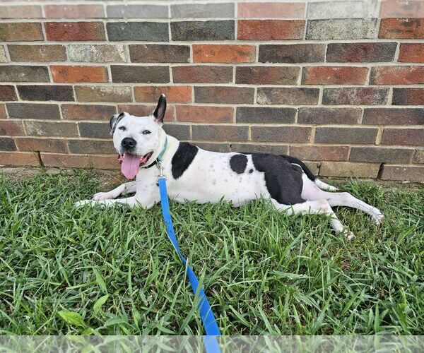 Medium Photo #8 Mutt Puppy For Sale in Shreveport, LA, USA