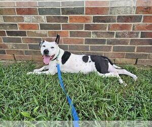 Oreo - Female Mutt Dog for Adoption - Photo #8