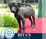 Small #3 Labrador Retriever Mix