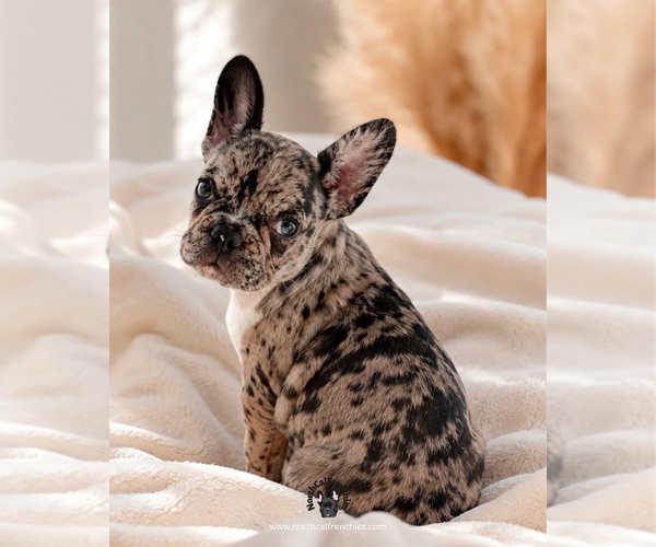 Medium Photo #1 French Bulldog Puppy For Sale in SACRAMENTO, CA, USA