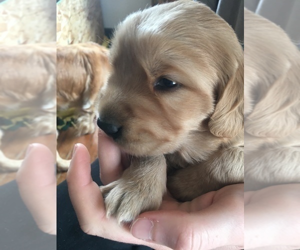 Medium Photo #5 Golden Retriever Puppy For Sale in NUNN, CO, USA