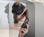 Puppy Diesel Boxer