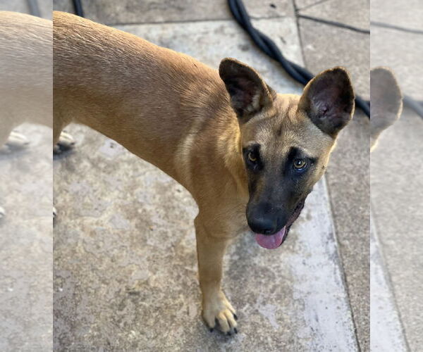 Medium Photo #16 Mutt Puppy For Sale in Dana Point, CA, USA