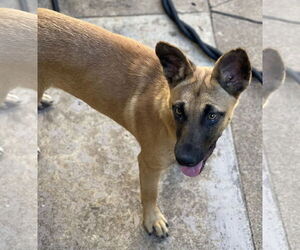 Missy - Female Mutt Dog for Adoption - Photo #16
