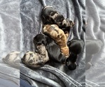 Small Dachshund