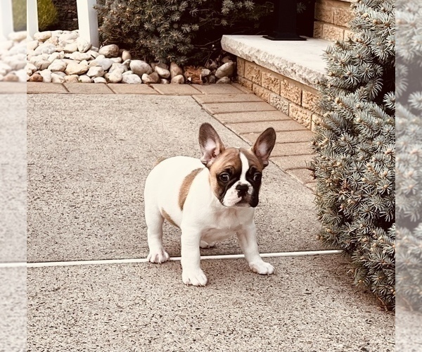 Medium Photo #15 French Bulldog Puppy For Sale in FORDS, NJ, USA