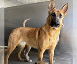 Small #1 German Shepherd Dog Mix