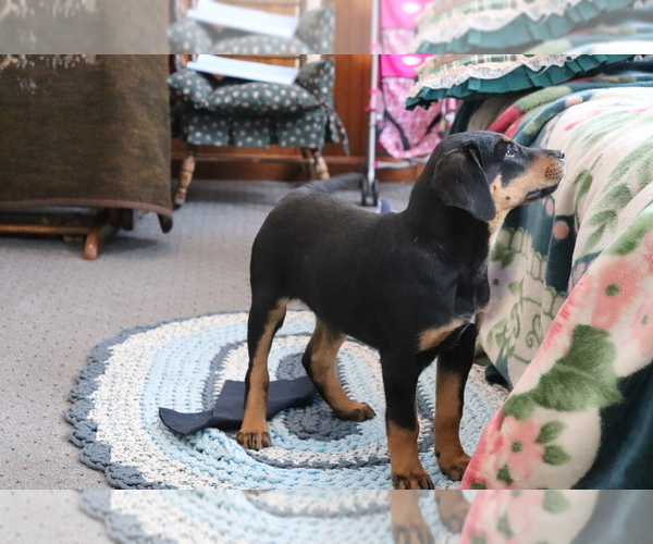 Medium Photo #3 Bluetick Coonhound-Labrador Retriever Mix Puppy For Sale in SHILOH, OH, USA