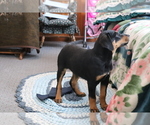 Small Photo #3 Bluetick Coonhound-Labrador Retriever Mix Puppy For Sale in SHILOH, OH, USA