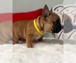 Small Photo #7 French Bulldog Puppy For Sale in ADELAIDE, WA, USA