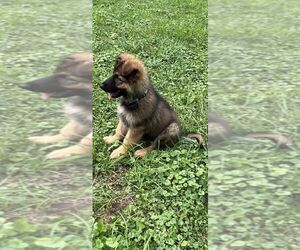 German Shepherd Dog Puppy for Sale in INDIANAPOLIS, Indiana USA