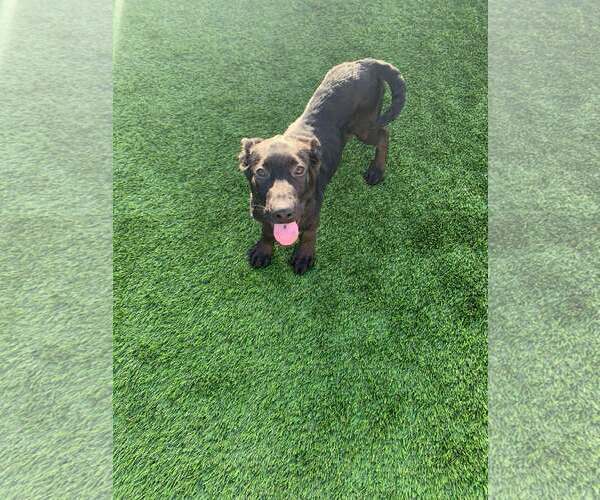 Medium Photo #4 Labrador Retriever-Unknown Mix Puppy For Sale in San Diego, CA, USA