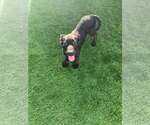 Small #3 Labrador Retriever Mix