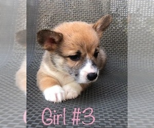 Pembroke Welsh Corgi Puppy for sale in BOGATA, TX, USA