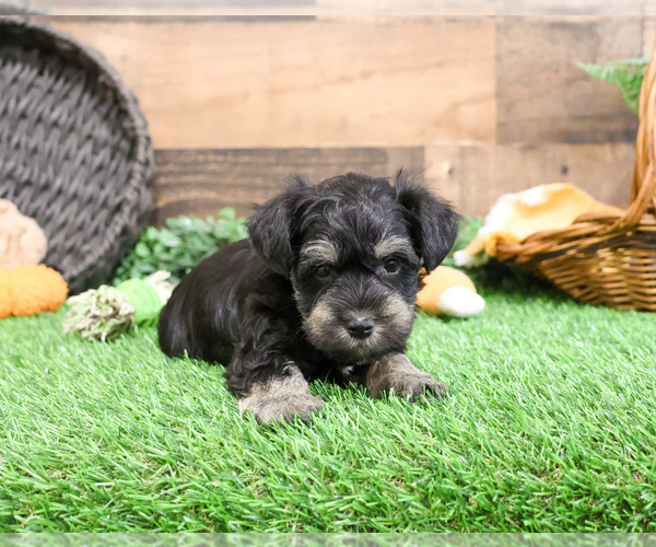 Medium Photo #11 Schnauzer (Miniature) Puppy For Sale in SYRACUSE, IN, USA