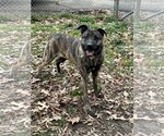 Small Photo #3 Anatolian Shepherd-Mountain Cur Mix Puppy For Sale in Columbus, IN, USA