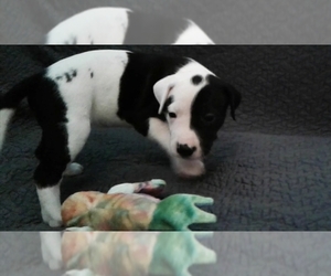 American Bandogge-Dogo Argentino Mix Puppy for sale in MEADOWS PLACE, TX, USA