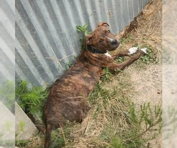 Medium Photo #4 Boxador Puppy For Sale in garner, NC, USA