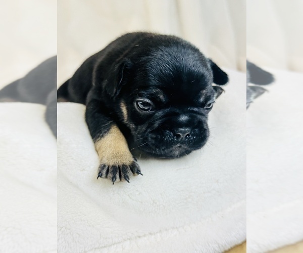 Medium Photo #7 French Bulldog Puppy For Sale in CLERMONT, FL, USA