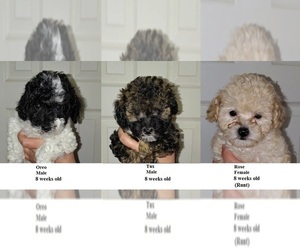 Poodle (Toy) Puppy for sale in HEPPNER, OR, USA