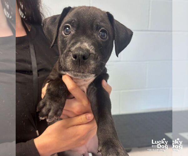 Medium Photo #4 Labrador Retriever-Unknown Mix Puppy For Sale in Washington, DC, USA