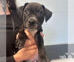 Small #3 Labrador Retriever Mix