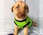 Small #1 Labrador Retriever Mix