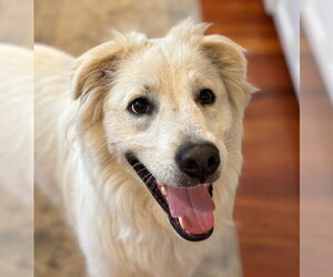 Riley - Male Mutt Dog for Adoption - Photo #13