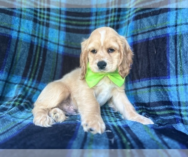 Medium Photo #5 Cocker Spaniel Puppy For Sale in LAKELAND, FL, USA