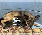 Small #1 Mutt