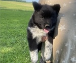 Puppy Cora Alaskan Malamute-Australian Cattle Dog Mix