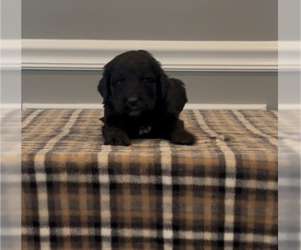 Medium Photo #58 Bernedoodle-Labradoodle Mix Puppy For Sale in MILFORD, NJ, USA