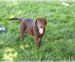 Samuel - Male Labrador Retriever Puppy for Sale - Photo #4