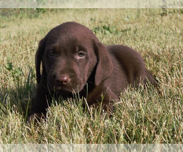 Medium Photo #1 Labrador Retriever Puppy For Sale in SOUTH WAYNE, WI, USA